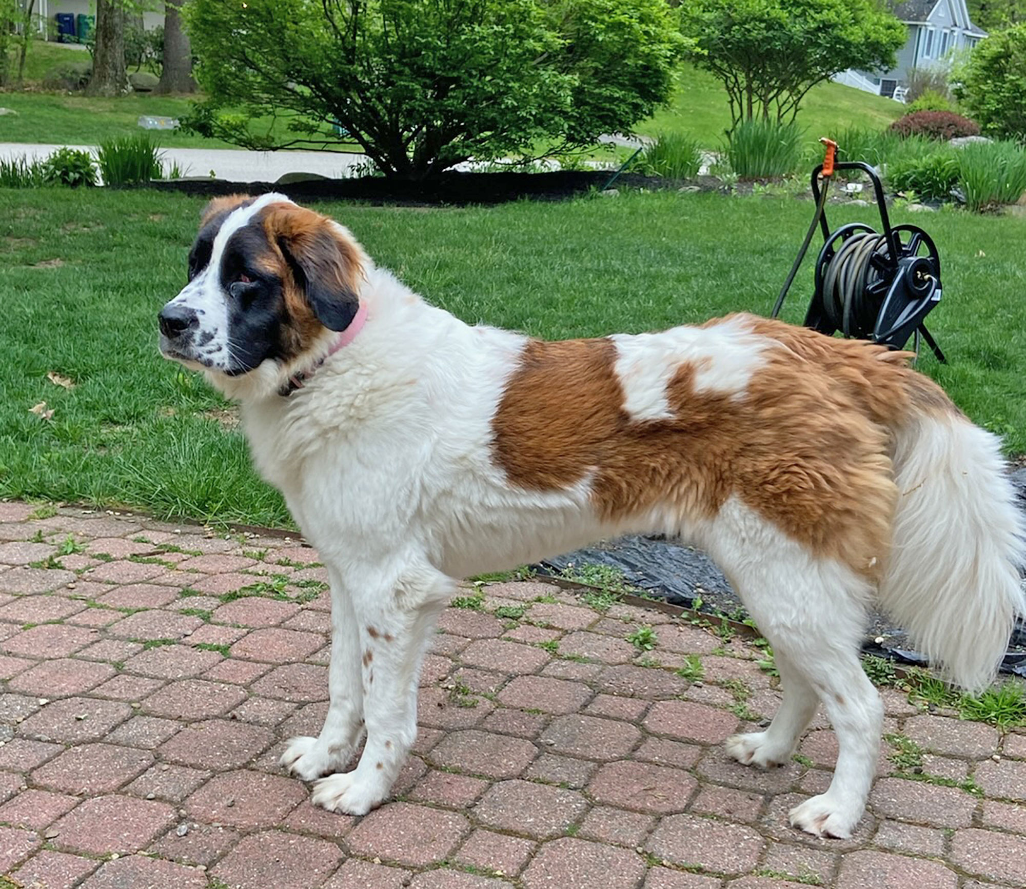 Tasha, the Trash Talk Bin Cleaning mascot for New Hampshire trash bin cleaning service