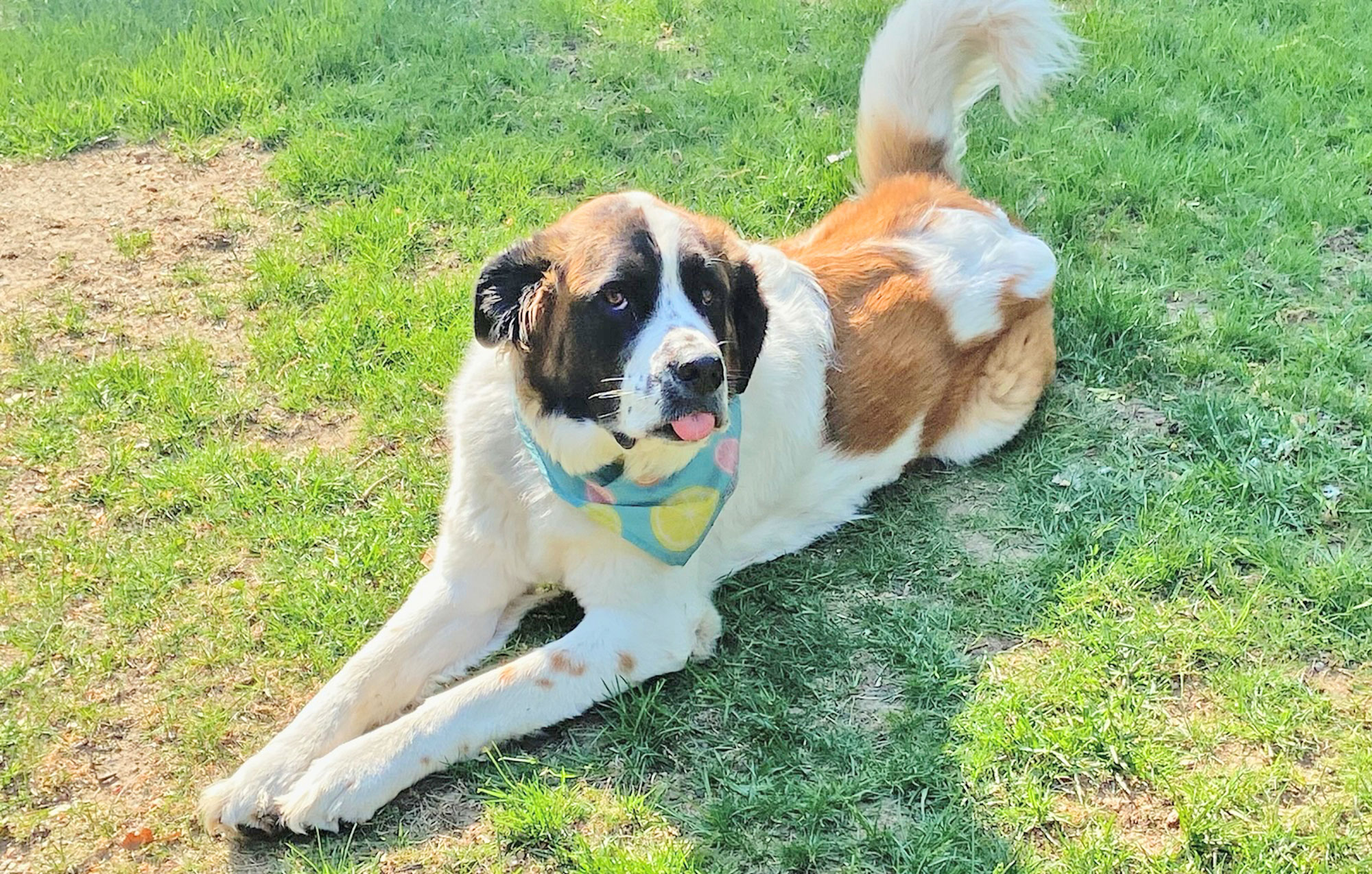 Tasha, the St. Bernard mascot for Trash Talk Bin Cleaning in New Hampshire
